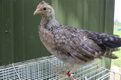 Crested Cream Legbar Chicks - Chicken Scratch Poultry