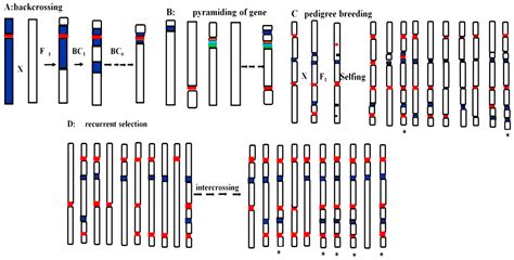 Gene Pyramiding for Sustainable Crop Improvement against Biotic and ...