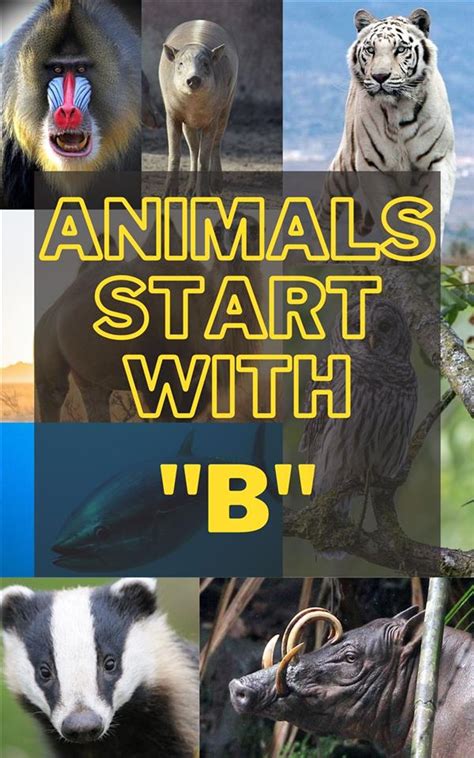 Animal That Starts With B
