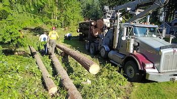 Image result for Tree Logging Service