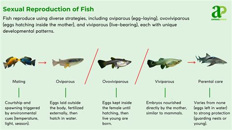 Fish: Classification, Types, Characteristics & Feeding Habits