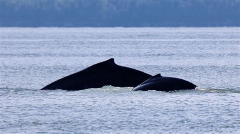 Newborn Humpback Whale