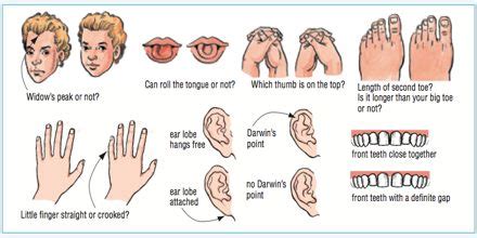 Genetics Examples 的图像结果