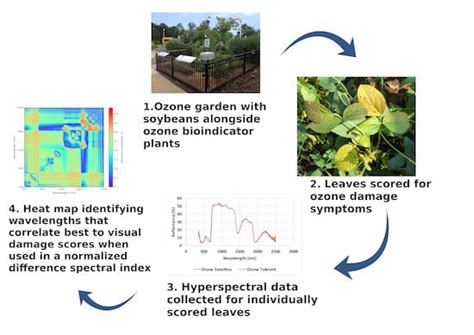 Using Visual Ozone Damage Scores and Spectroscopy to Quantify Soybean ...