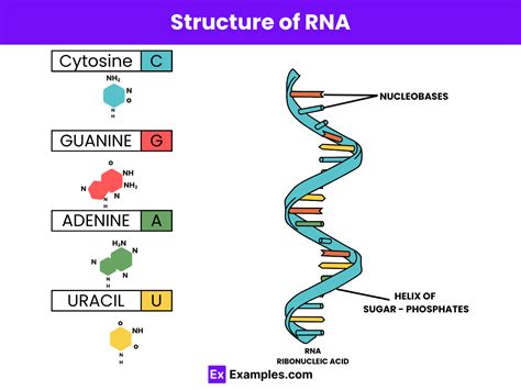 Basic Structure of RNA 的图像结果