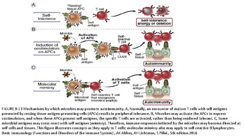 Autoimmunity 的图像结果