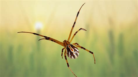 What Do Male Black Widows Look Like? Identification Process
