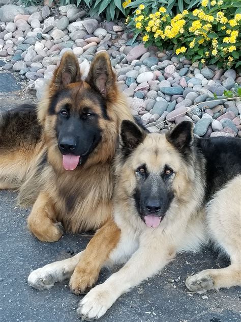 Long Haired German Shepherd Puppies For Sale Wales at Michael Garretson ...