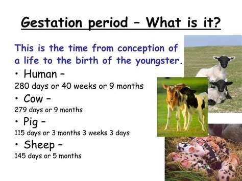 PPT - Livestock reproductive systems PowerPoint Presentation - ID:1366716
