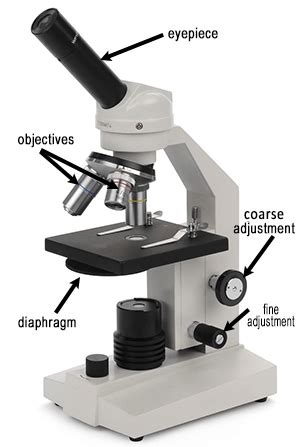 Image result for Video Microscope Play