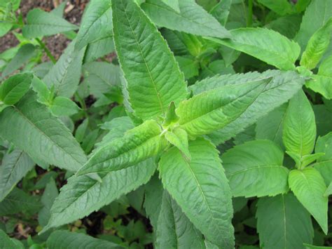 How to Plant, Grow, and Harvest Bee Balm - Monarda