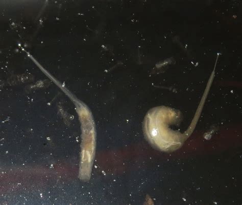 Bug Eric: Fly Day Friday: Rat-tailed Maggots