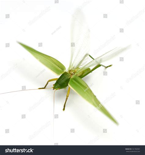 Grasshopper Flying