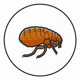 How to Tell How Bad a Flea Infestation Is + 9 Key Signs - PetFriendly Box