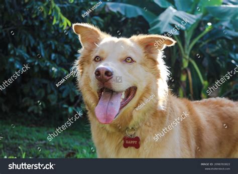 Golden Retriever German Shepherd Husky Mix