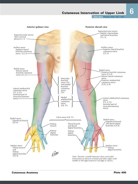 medial cutaneous nerve of forearm - Captions Editor