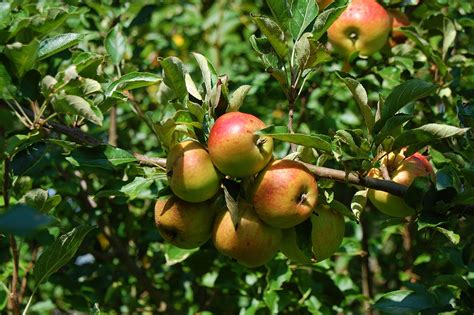 Apple Tree 的图像结果