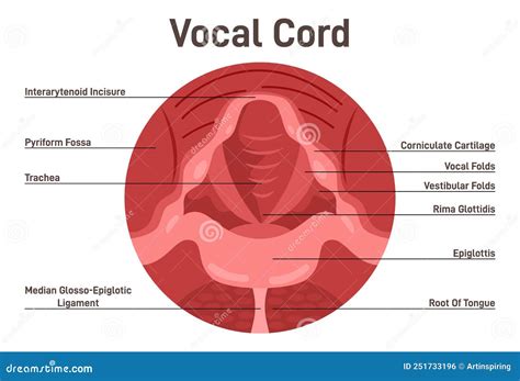 Anatomy Of Vocal Cords