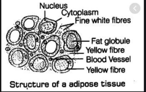 (i) Describe adipose tissue with the help of diagram. (ii) How is ...