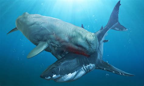 Livyatan Vs Megalodon: Who Would Win in a Fight of Two Ancient Sea ...