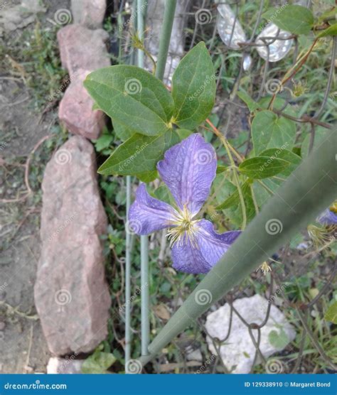 Purple Flower Vines Stock Images - Download 885 Royalty Free Photos