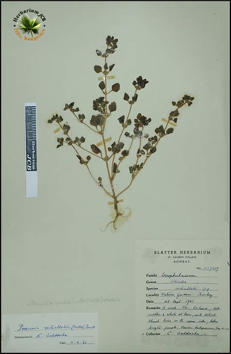 Herbarium JCB