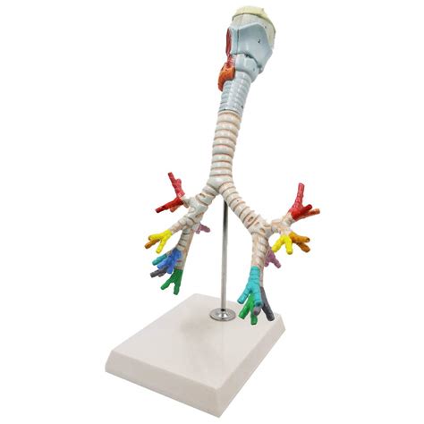 Buy Human Larynx and Trachea Bronchial Tree Model Bronchopulmonary ...