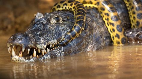 Anacondas Eating Alligators