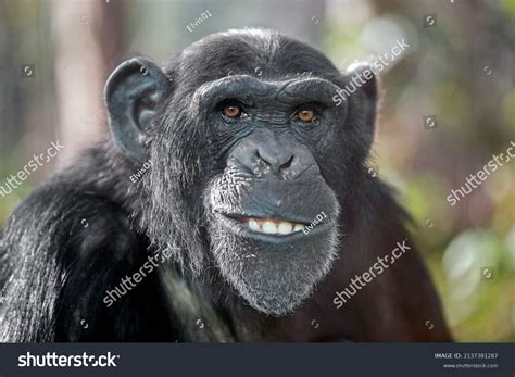 102+ Thousand Monkey Funny Face Royalty-Free Images, Stock Photos ...