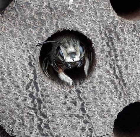Nature on Our Doorstep - Pollinators, Bee Boxes & Wild Flower Meadow ...