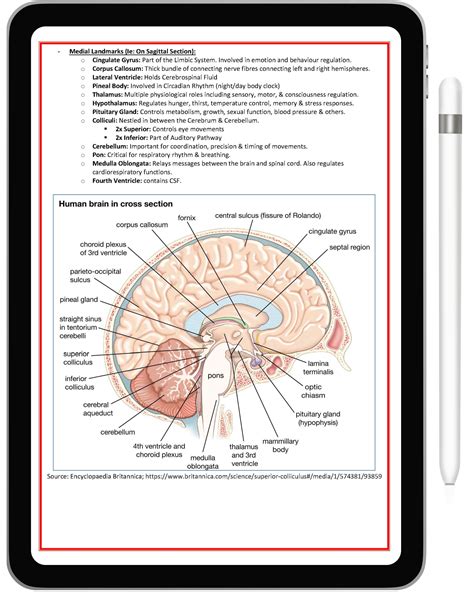 Nervous System – Medical Note