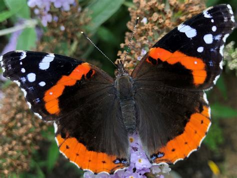 Red Admiral Butterfly - Delaware Nature Society