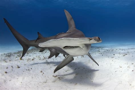 Wild, dangerous & top 10 animals in Mexico 2026