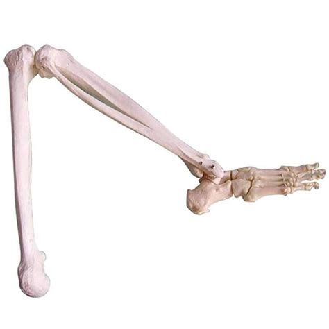 Buy GenericAnatomy model Foot Skeleton Model, Model of The Lower ...