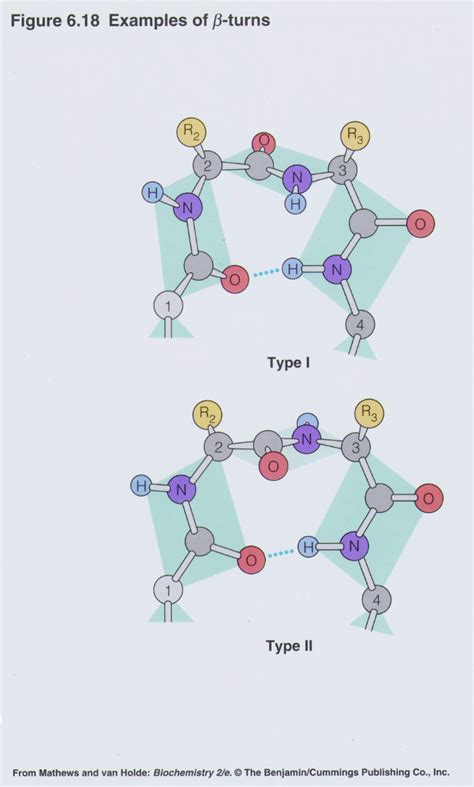 Image result for Beta Turn Structure
