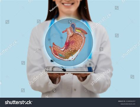 Human Stomach Anatomy Internal: Over 2,204 Royalty-Free Licensable Stock Photos | Shutterstock