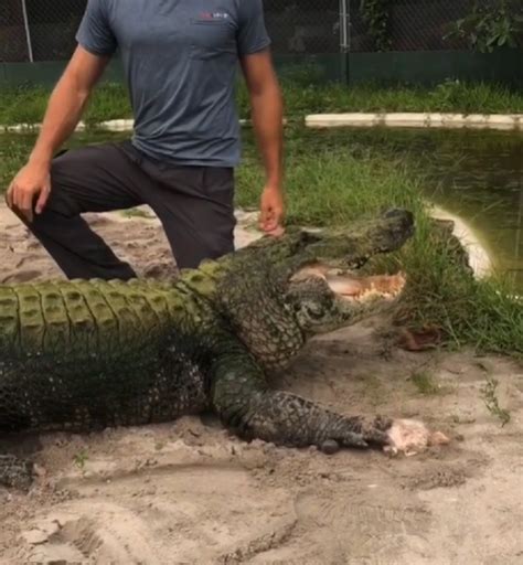Alligator Feels Embarrassed After Failing To Catch Its Food