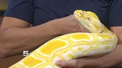 Image result for Burmese Python Edmonton Zoo