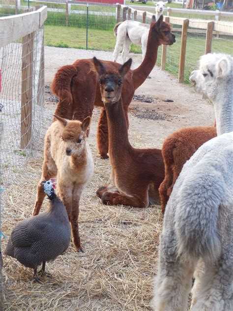 Alpaca Farm Jobs Near Me - Farm House