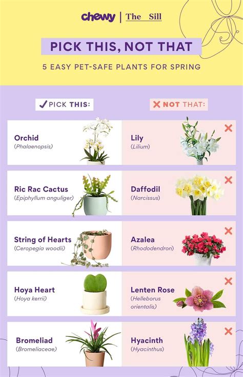 Non Poisonous Flowers For Dogs Pet Friendly Gardening: 12 Pet Safe
