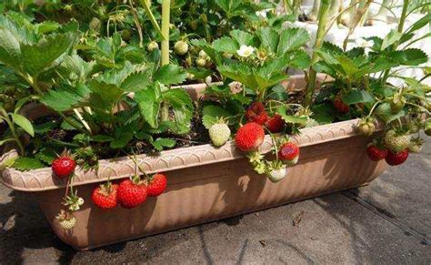 盆栽奶油草莓种籽子种植四季种子白阳台水果蔬菜孑南方露天家种仔-阿里巴巴