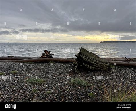Birch bay hi-res stock photography and images - Alamy