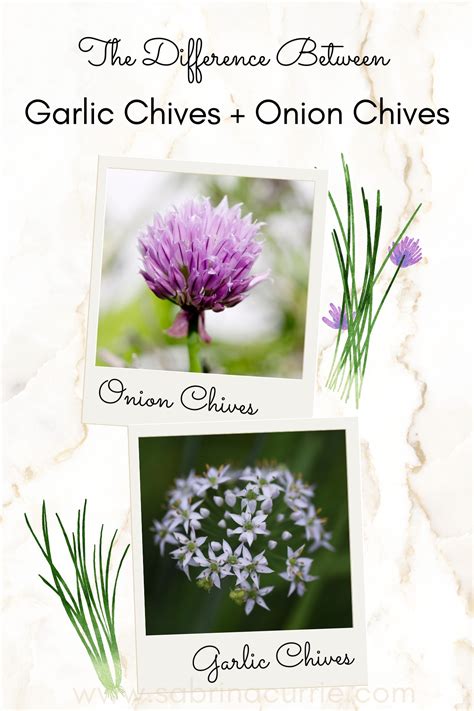 The Difference Between Garlic Chives vs Onion Chives - West Coast Kitchen Garden