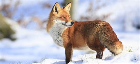 23 Fantastic Types of Foxes You Should Know - Pets Hyme