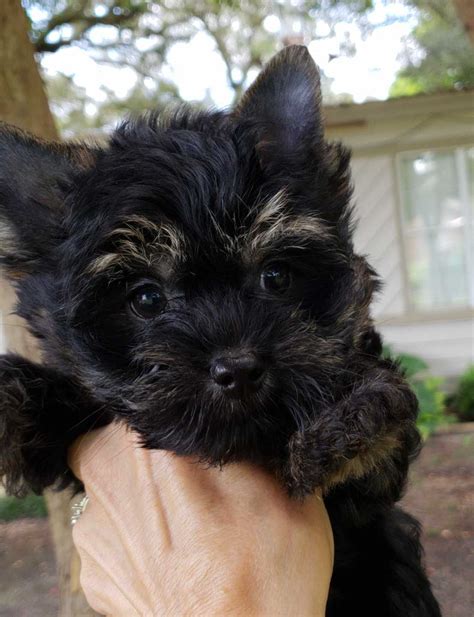 Yorkshire Terrier All Black