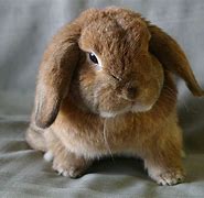 Image result for Cute Baby Bunnies Holland Lop