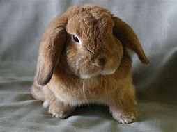 Image result for Can You Pictures of Holland Lop Bunnies