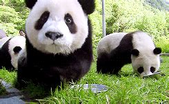 Image result for Pandas Library Python Application