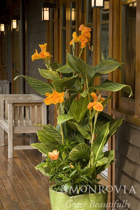 Canna Lily - Tropicanna Gold - Milaegers