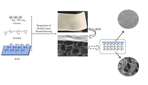 A Sponge-Like Double-Layer Wound Dressing with Chitosan and Decellularized Bovine Amniotic ...